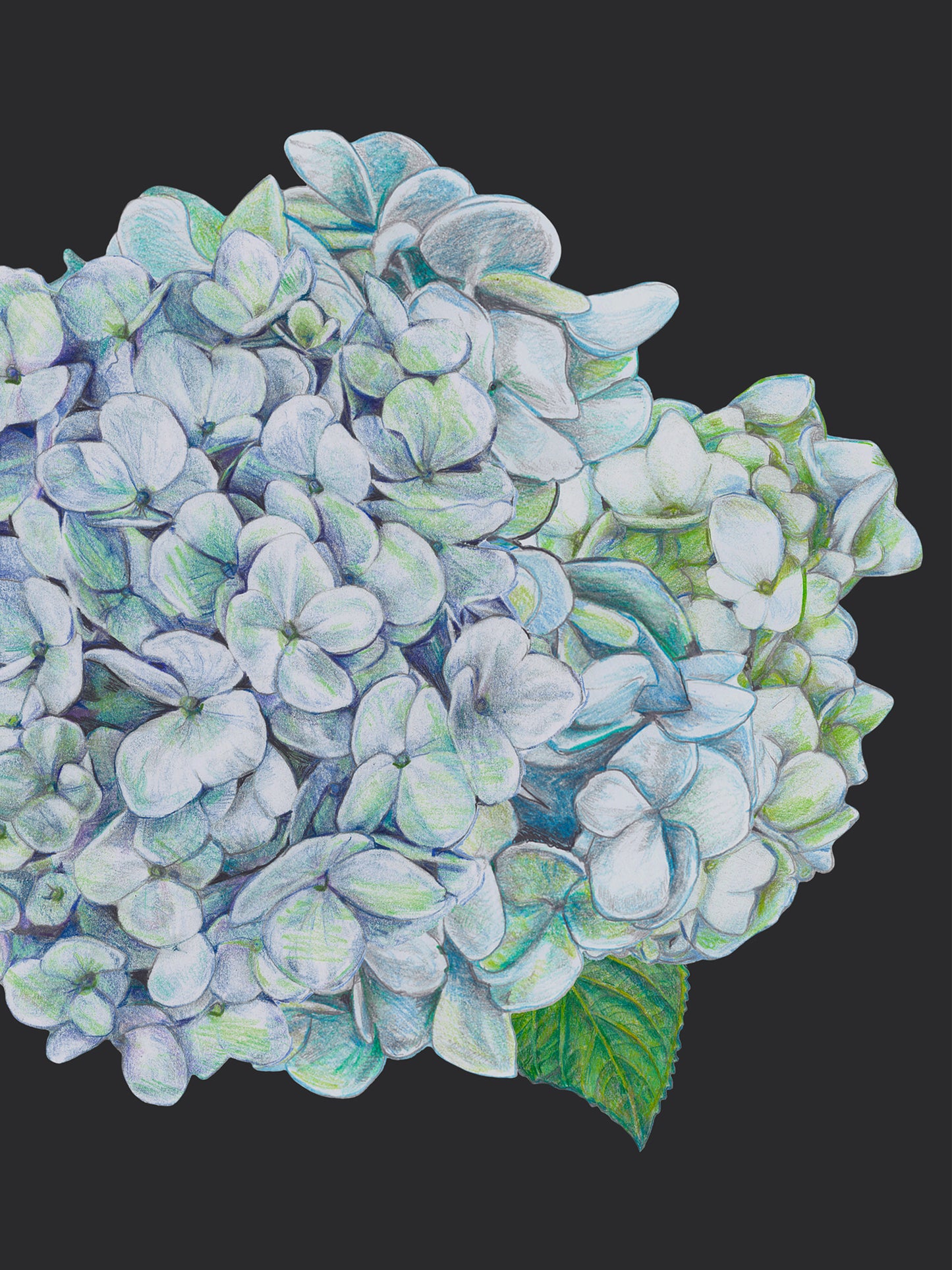 Hortensia - Black - Wallpaper