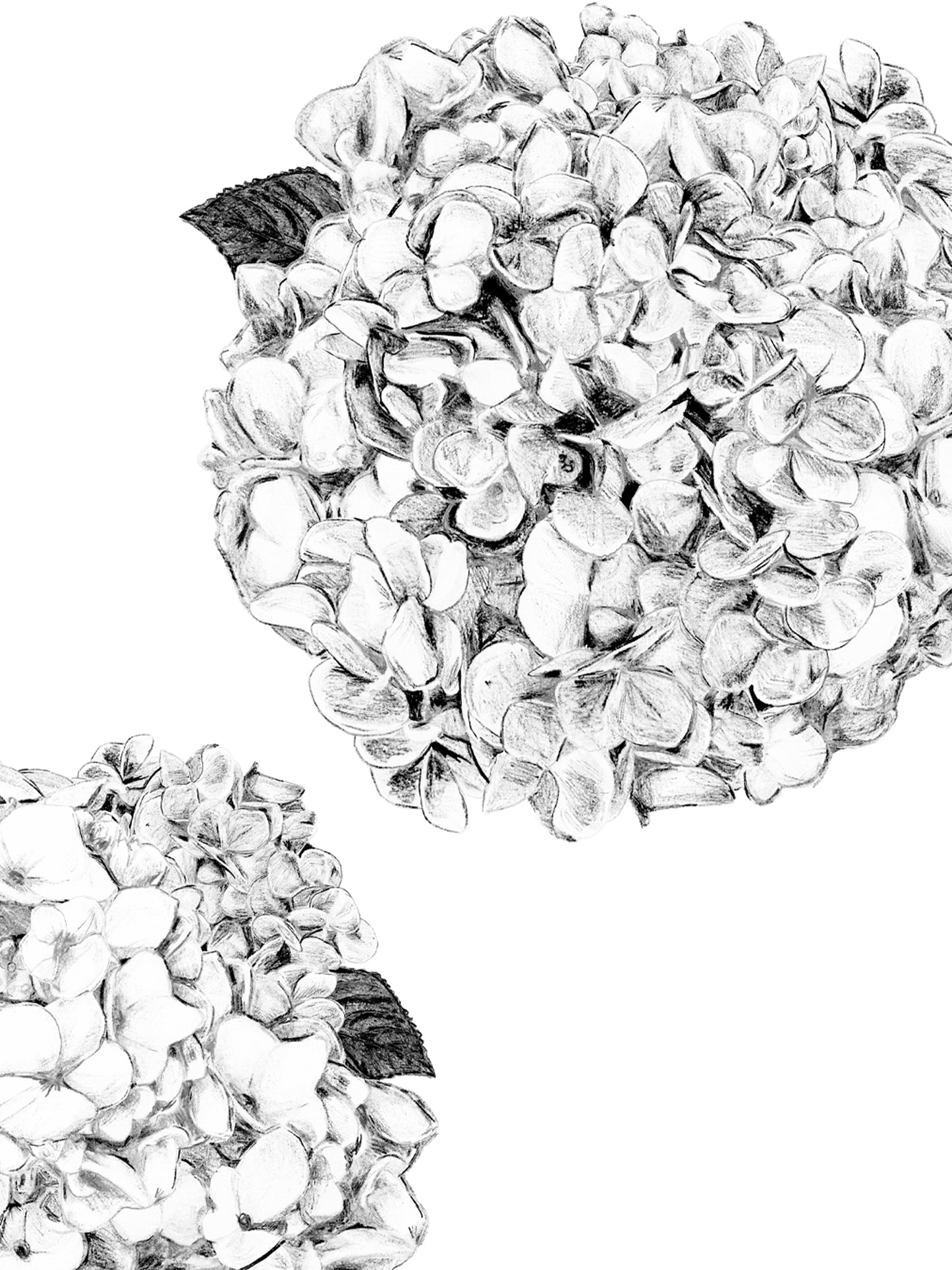 Hydrangea - White - Cushion