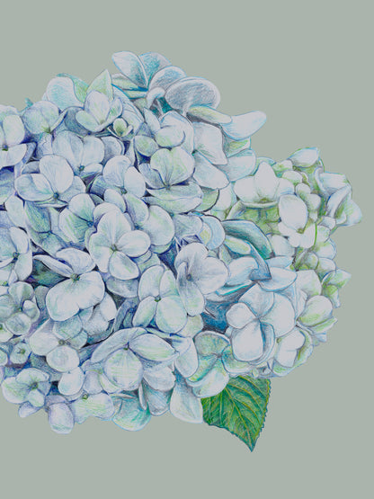 Hortensia - Sage - Wallpaper
