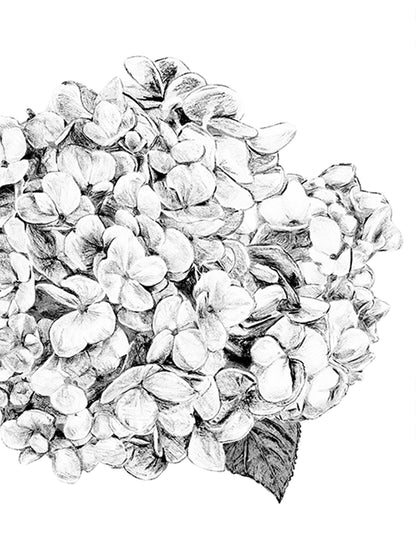 Hortensia - White - Wallpaper